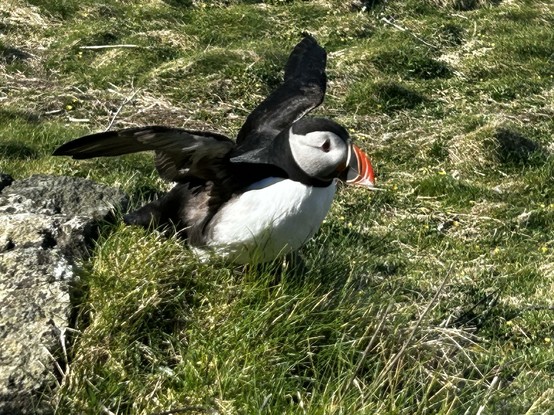 Puffin on grass wants to show you his great flappy wings