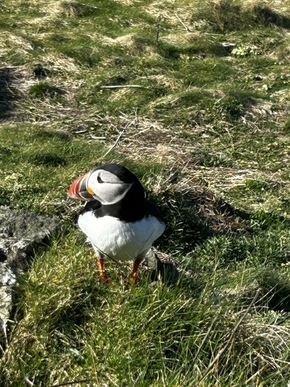 Puffin a bit embarrassed and has head turned away bashfuy. Very fine beak on display.