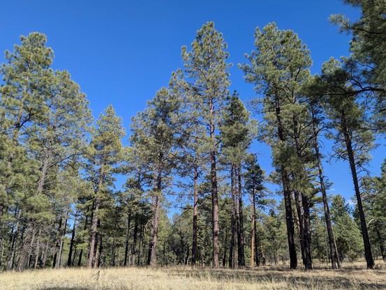 A stand of tall Ponderosa Pines against a clear blue sky. Location is the Gila National Forest.