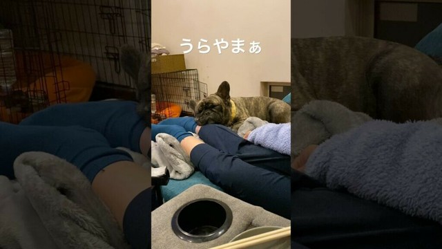 俺もそれやられたい#犬 #いぬ #フレンチブルドッグ #フレブル #可愛い #かわいい #面白い #おもしろ #多頭飼い