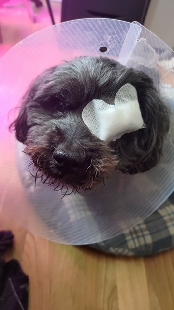 Hundegesicht mit Blick in die Kamera, mit Kopftrichter. Das Linke Auge mit OP-Pflastern verbunden