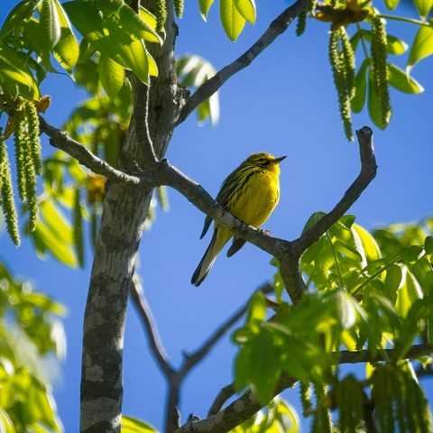 Prairie Warbler perched in a tree