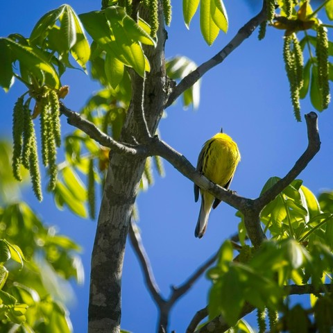 Prairie Warbler perched in a tree, head tilted full back while in song