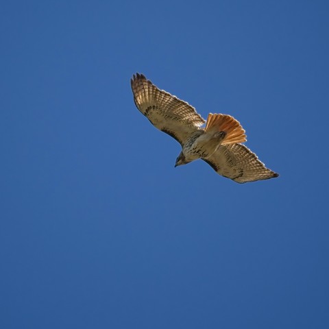 Soaring Red-Tailed Hawk