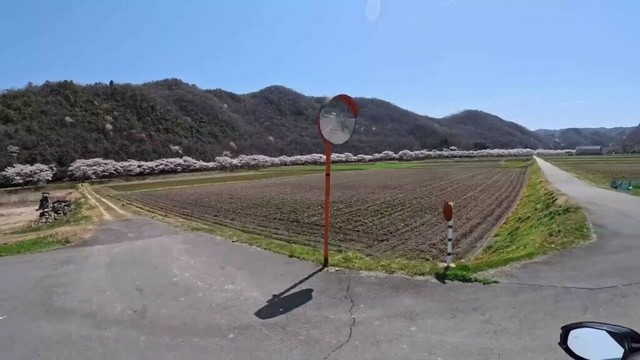 兵庫県上郡町の桜並木2025