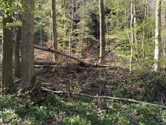 Querliegendes Sturmholz