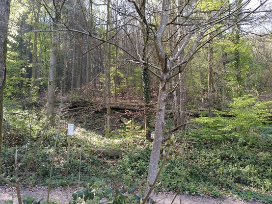 Querliegendes Sturmholz