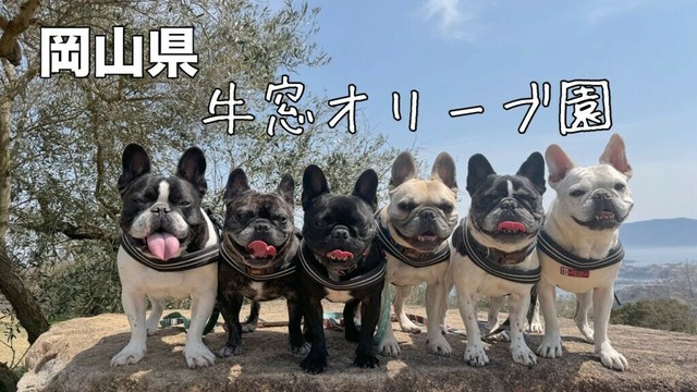 桜と青い空とフレンチブルドッグに超～癒された日帰り旅行【犬連れ旅行】