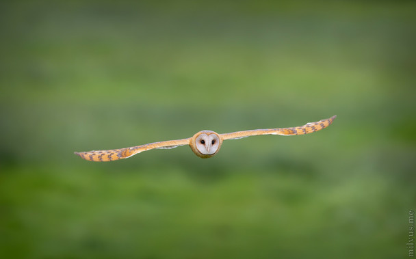 A orange-brown owl flies directly at the viewer. The Background is blurry and green from the grass.