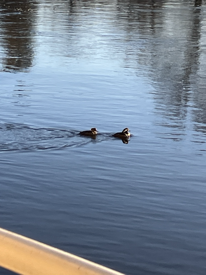 A hooded merganser duck couple on a slightly flowing River