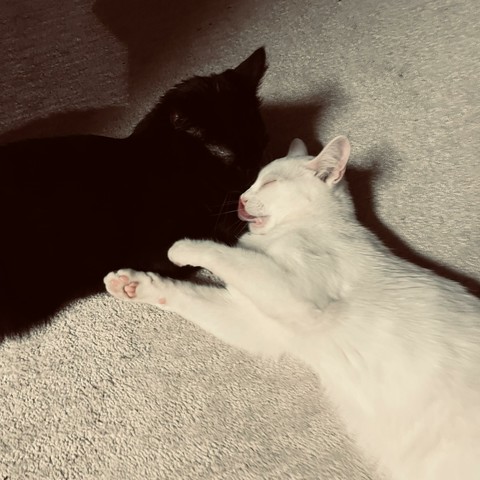 on a beige carpet, a white cat licks a black cat