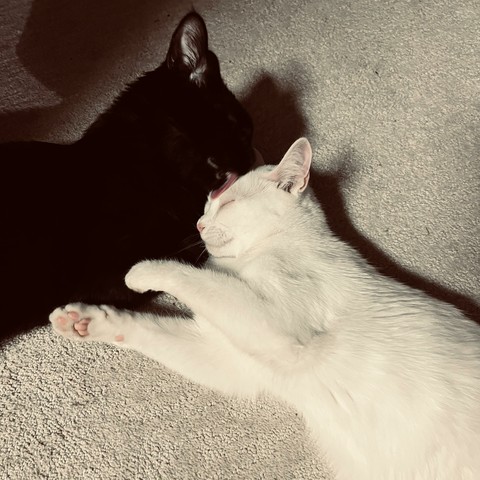 on a beige carpet, a black cat licks a white cat