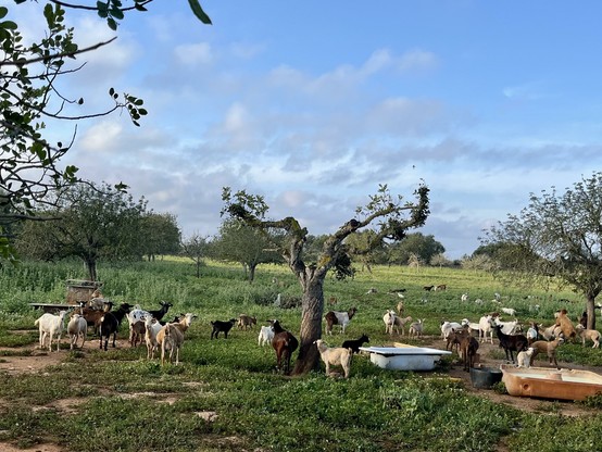 A flock of goats looking at me in the beautiful rural mallorquin landscape