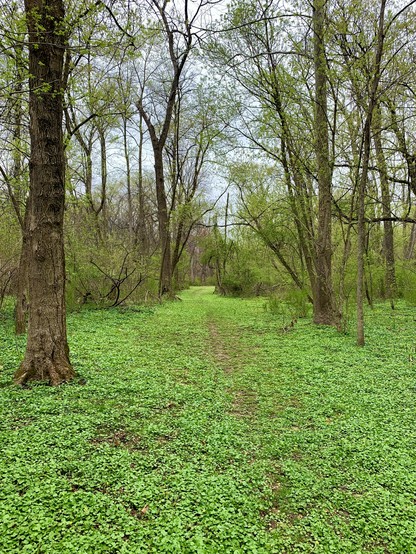 A path filled with vivid green grass runs straight through the woods on a cloudy day.