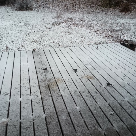 Five juncos eat sunflower seeds on my deck. They stand out against the dusting of new snow on the deck, and their tracks are visible in the snow.