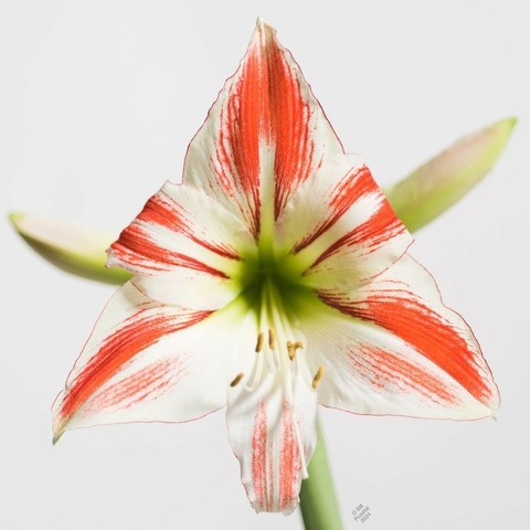 On a stark white background, a single stem of the plant. Two unopened buds are visible in the BG. In the foregoud, a newly opened flower, with three petals sticking straight out in a trinagle, and three other recurved away from us. Each petal is white with prominent central red striping from medial to distal end.