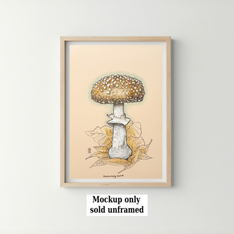 A drawing of a panther cap mushroom, a large brown capped toxic mushroom with a white stalk. The panther cap is an uncommon mushroom, found in both deciduous, especially beech and, less frequently, coniferous woodland.
An original art work
Colour pencil and mixed media on acid free toned artist paper
5 by 7 inches (12.7 by 17.8 cm). This is a standard photo size in the UK and USA and should be easy to DIY frame.
Sold unframed