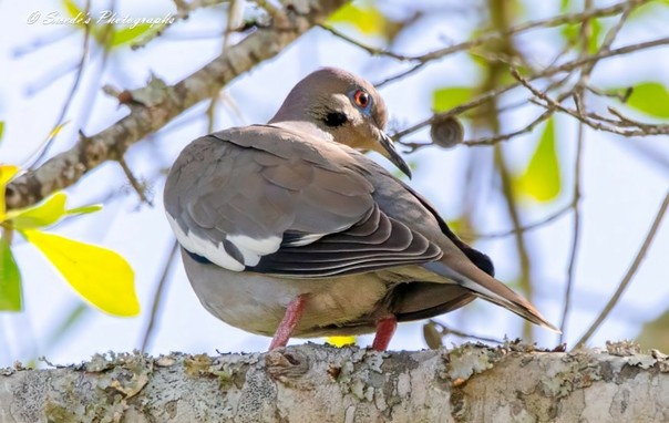 This image showcases a white-winged dove (Zenaida asiatica) captured in a moment of grace and intrigue. The bird is facing to the left but looks back over its right shoulder, its bright amber eye prominently visible and drawing attention to its alert gaze. The dove's plumage is a delicate blend of soft gray and brown tones, with striking white patches on its wings that contrast beautifully against its overall coloration. Its curved beak is dark gray, complementing the muted elegance of its feathers. The setting is natural and serene, with greenery in the background adding to the bird’s quiet charm.