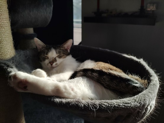 Der Kater Sammy liegt dösend in der Hängekuhle am kratzbaum