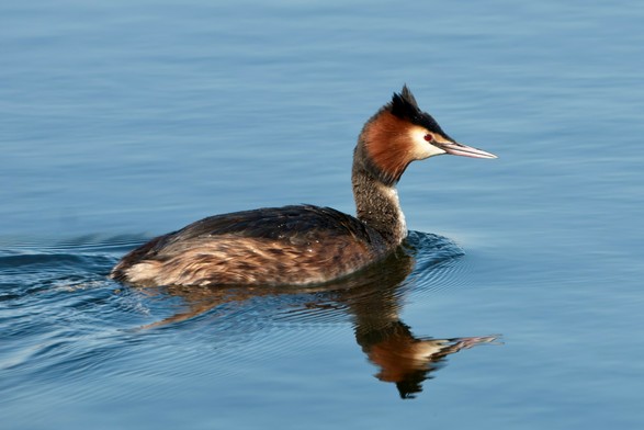 Great Crested Grebe