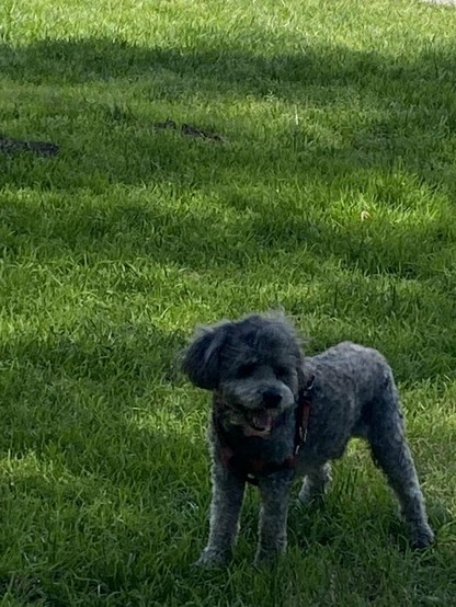 Green shady lawn. Small grey poodle smiling and standing on all four legs. Chilling.
