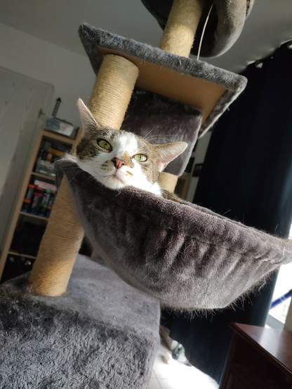 Der Kater Sammy liegt in seiner Hängekuhle. Zu erkennen ist nur sein Köpfchen. Er blickt mit seinem grünen Augen in die Kamera und er scheint noch müde zu sein