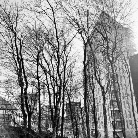 Bare trees stand in silhouette against a tall building, captured in a monochrome scene with a bright sky backdrop.