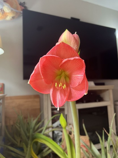 Photo of an open pink flower with six layered petals and yellow stamens in the inside.