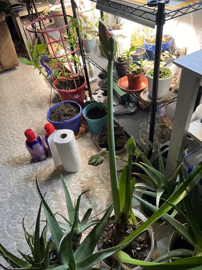 Photo showing an earlier stage of growth to demonstrate how tall the flower stalk is - it towers over the leaves of the plant, the nearby aloe, and is closing in on the height of a nearby low shelf.
