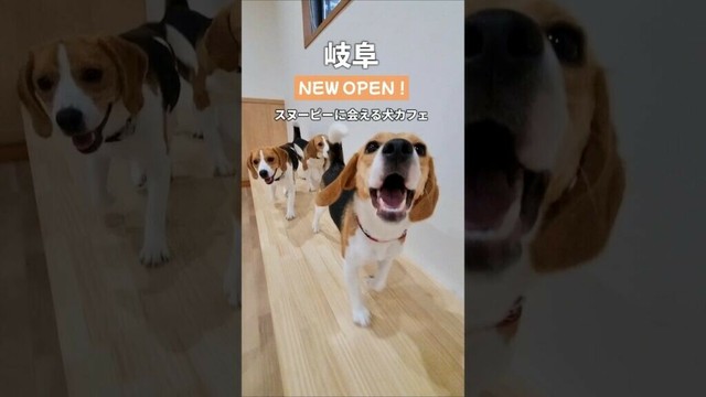 ビーグルカフェ知ってる？