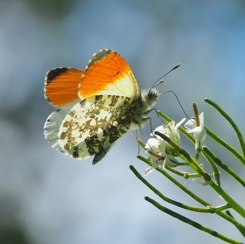 Ein Aurorafalter tankt Nektar an der weißen Blüte des Wiesenschaunkrauts. Vom Falter sind die weiß-grünen Unterseiten der hinteren Flügel zu sehen sowie die vorderen weißen Flügel mit orangen Spitzen.