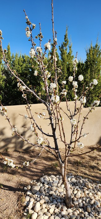 Cherry tree inbloom.