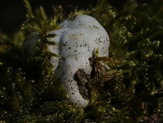 a white, rocky looking fungi being taken over by a green moss, both where on a fallen tree.