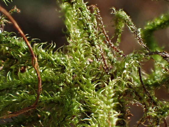 close-up of green moss.