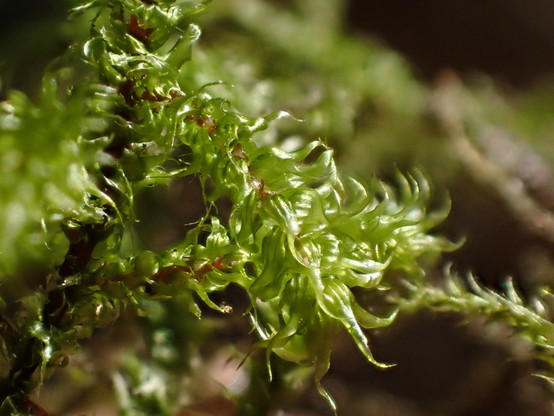 more close-up of this same green moss. maybe I should at-least learn some families. moss doesn't seem to cut it as a description.