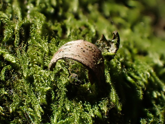 a bit of bark, in a field of green moss.