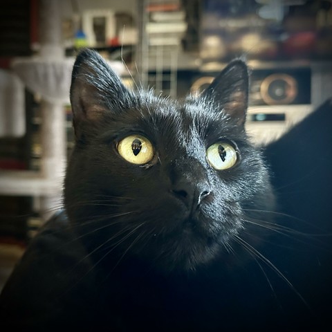 A close up of the cute face of my all black cat Tibbles on my lap.