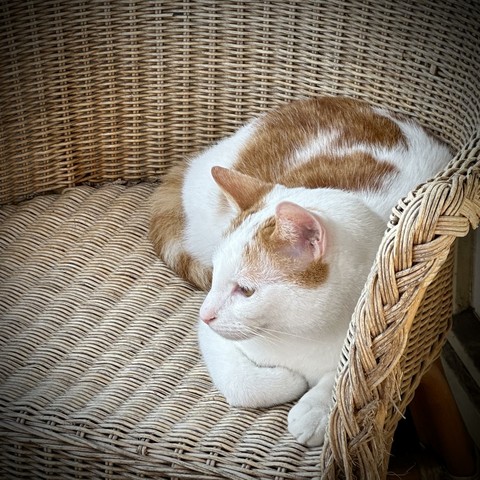 My white and red cat Neelix, enjoying time lying on the chair on my balcony.