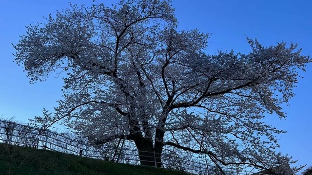 2025年4月12日・桃の花見・刈羽村・とうりんぼ