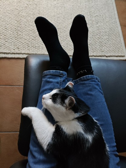 Von oben fotografiert. Der schwarz-weiße Kater Theo liegt auf einem Schoß. Man sieht Jeans und Füße in schwarzen Socken, darauf der Kater, gemütlich hingeflossen
