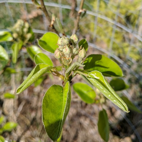 A photo showing a cluster of flower blossom buds on a Comice pear tree, Pyrus communis, that was planted one year ago. They are light green, somewhat round but a pointy tip with some pinkish showing.
