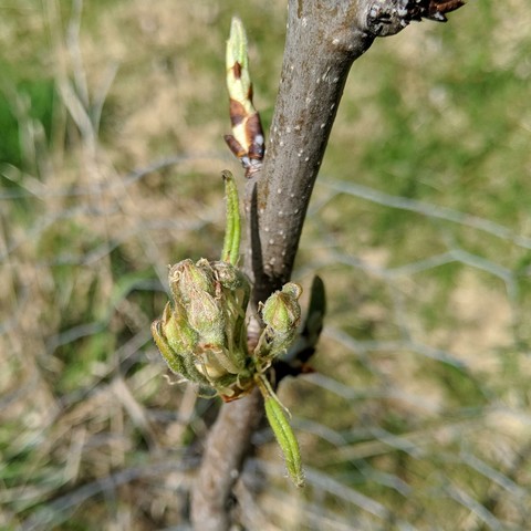 A photo showing flower blossom buds on a Bosc pear tree, Pyrus communis, that was planted one year ago. The buds are light green with a bit of redish or pink bits to them. There are leaves emerging too but they haven't unfurled yet. There is a leaf bud beyond the flower buds.