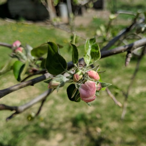 A photo showing Gravenstein apple blossoms that are not open. They are pink looking with the back of the petals becoming exposed.