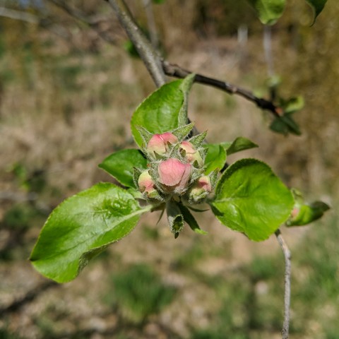 A photo showing Gravenstein apple blossoms that are not open. They are pink looking with the back of the flower petals becoming exposed.