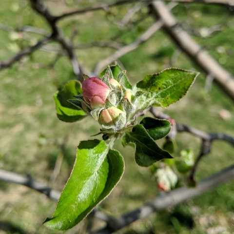 A photo showing Gravenstein apple blossoms that are not open. One of them is pink looking with the back of the petals becoming exposed and the others are still greenish or silvery sort of.