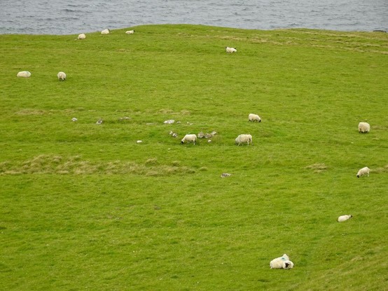 Varias ovejas en un prado junto al mar, vistas desde lejos.