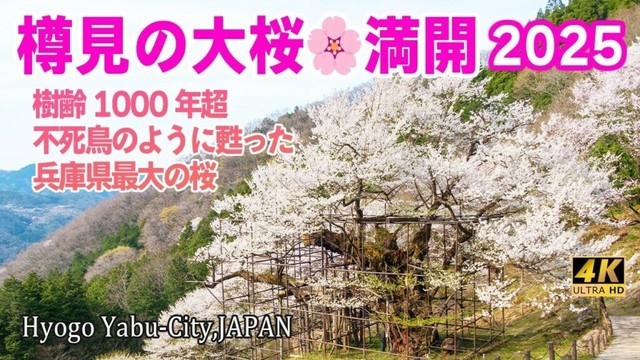 [4K] 兵庫県🌸最大の桜・養父 【樹齢1000年超 甦った『樽見の大桜』が満開になった】2025年4月9日