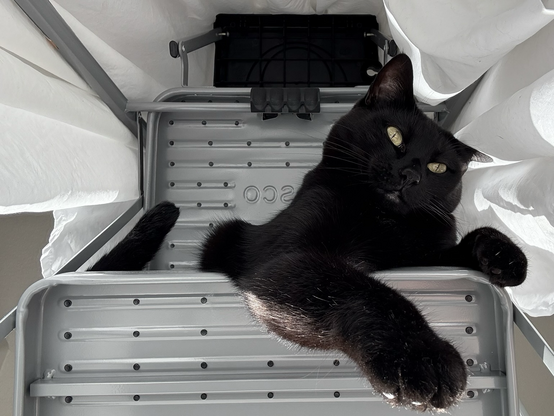 pic of handsome shorthair cat peering down perched on a stepladder