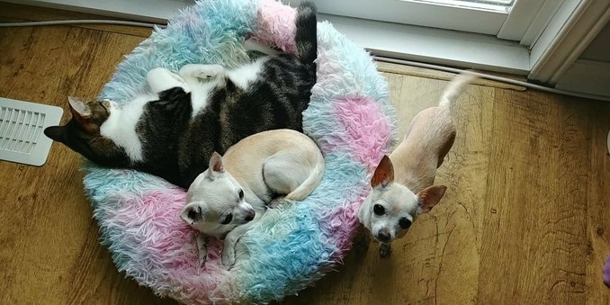Franki sharing a dog bed with Chi's Elli and Molli