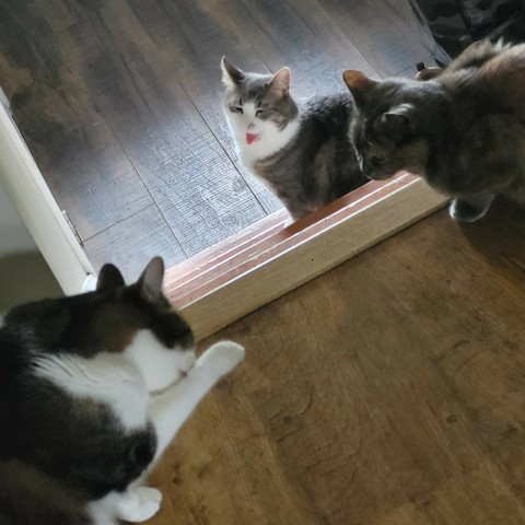 3 Cats on the stairs: Pixi vocalizing (yawning) to Franki and Niki